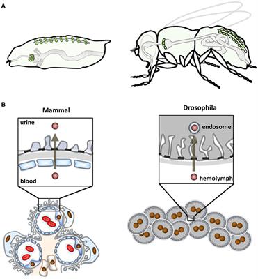 Using the Drosophila Nephrocyte to Model Podocyte Function and Disease